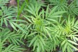 Tagetes minuta