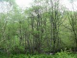 Alnus hirsuta. Пойменный лес из ольхи. Камчатский край, Елизовский р-н, природный парк \"Вулканы Камчатки\", кордон Пиначевский. 09.06.2008.