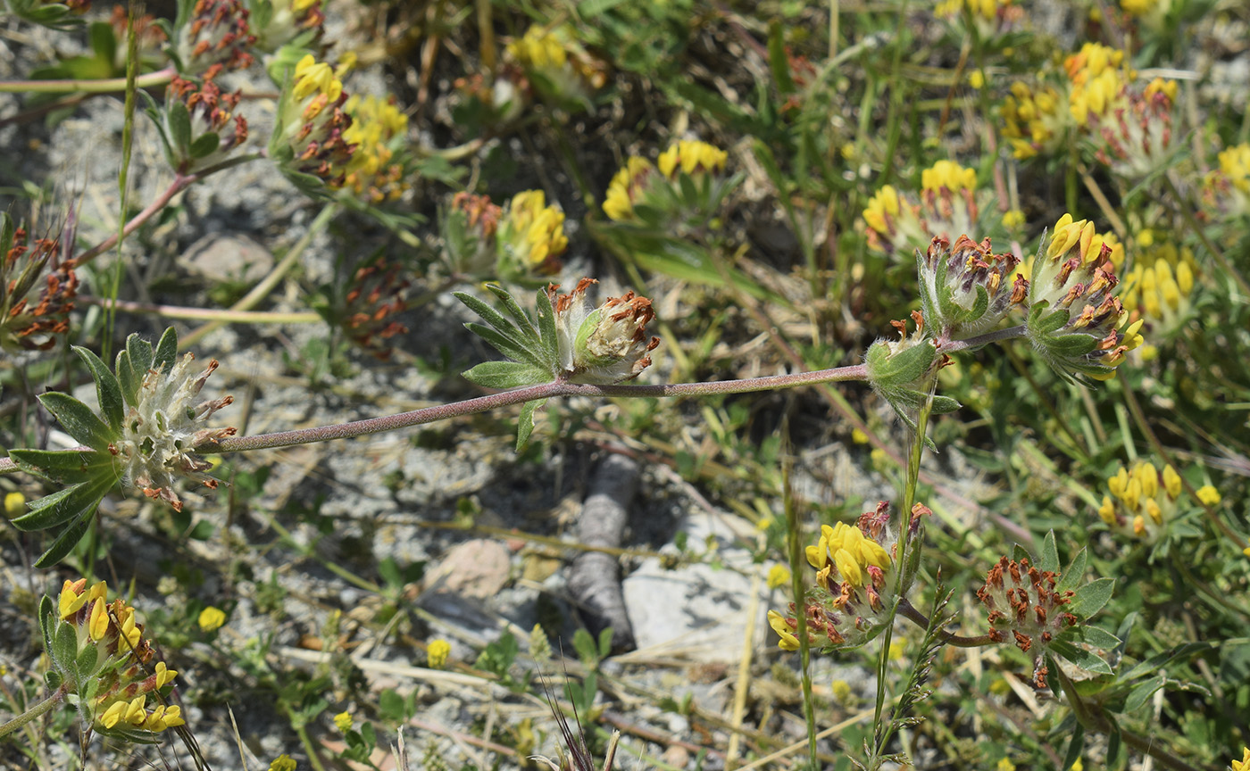 Изображение особи Anthyllis vulneraria ssp. sampaioana.