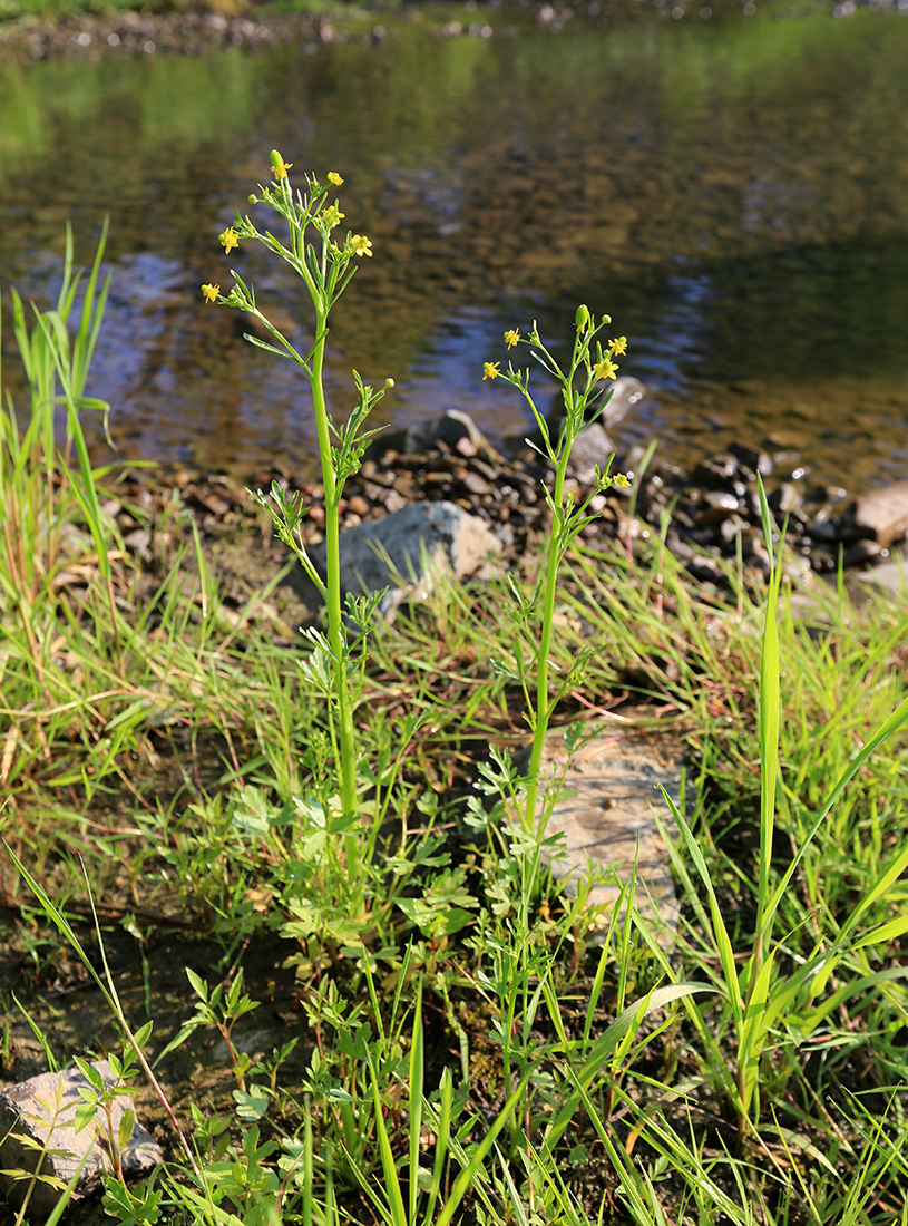 Image of Ranunculus sceleratus specimen.