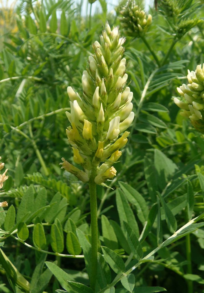 Изображение особи Astragalus cicer.