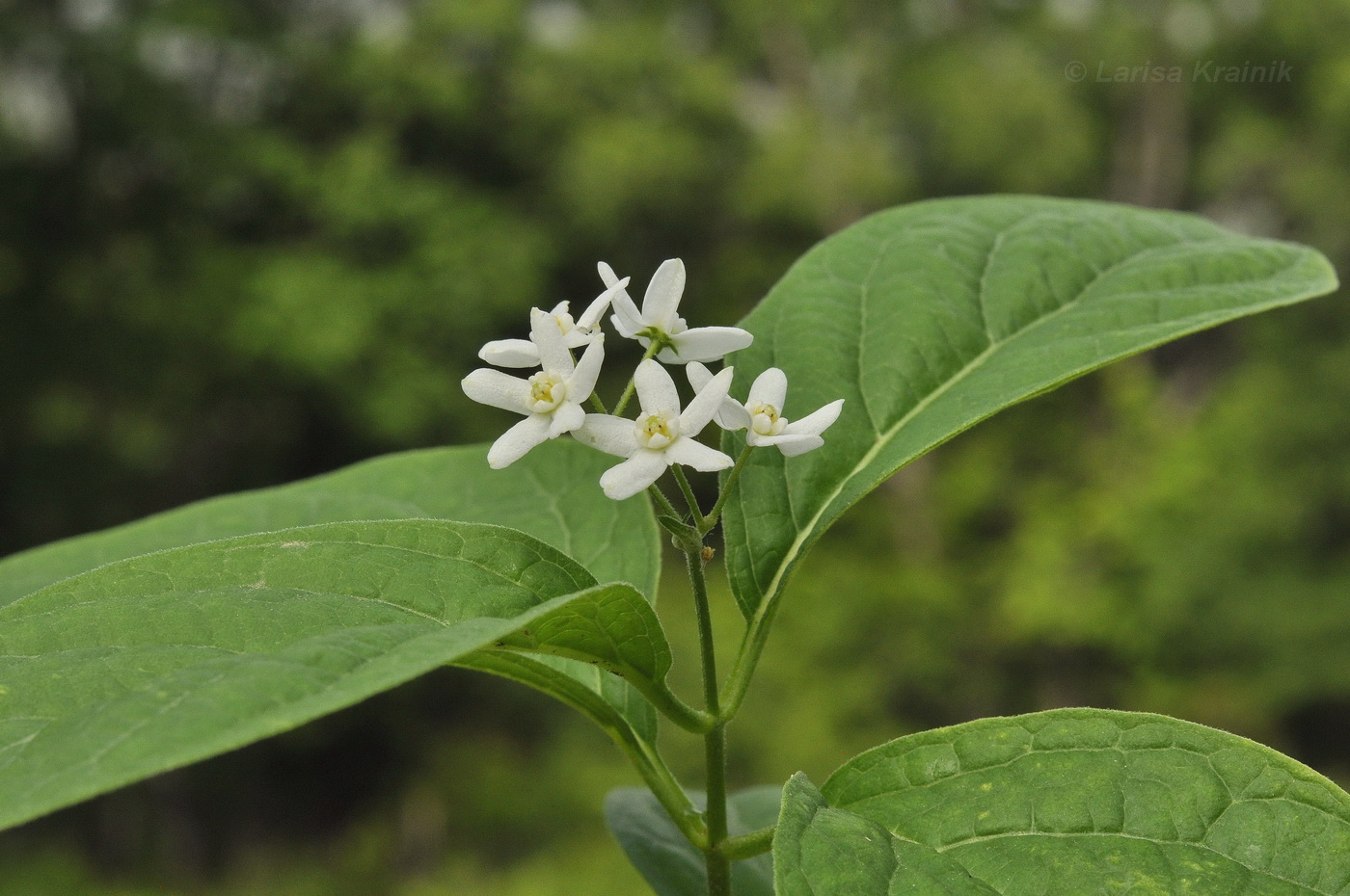 Изображение особи Vincetoxicum ascyrifolium.