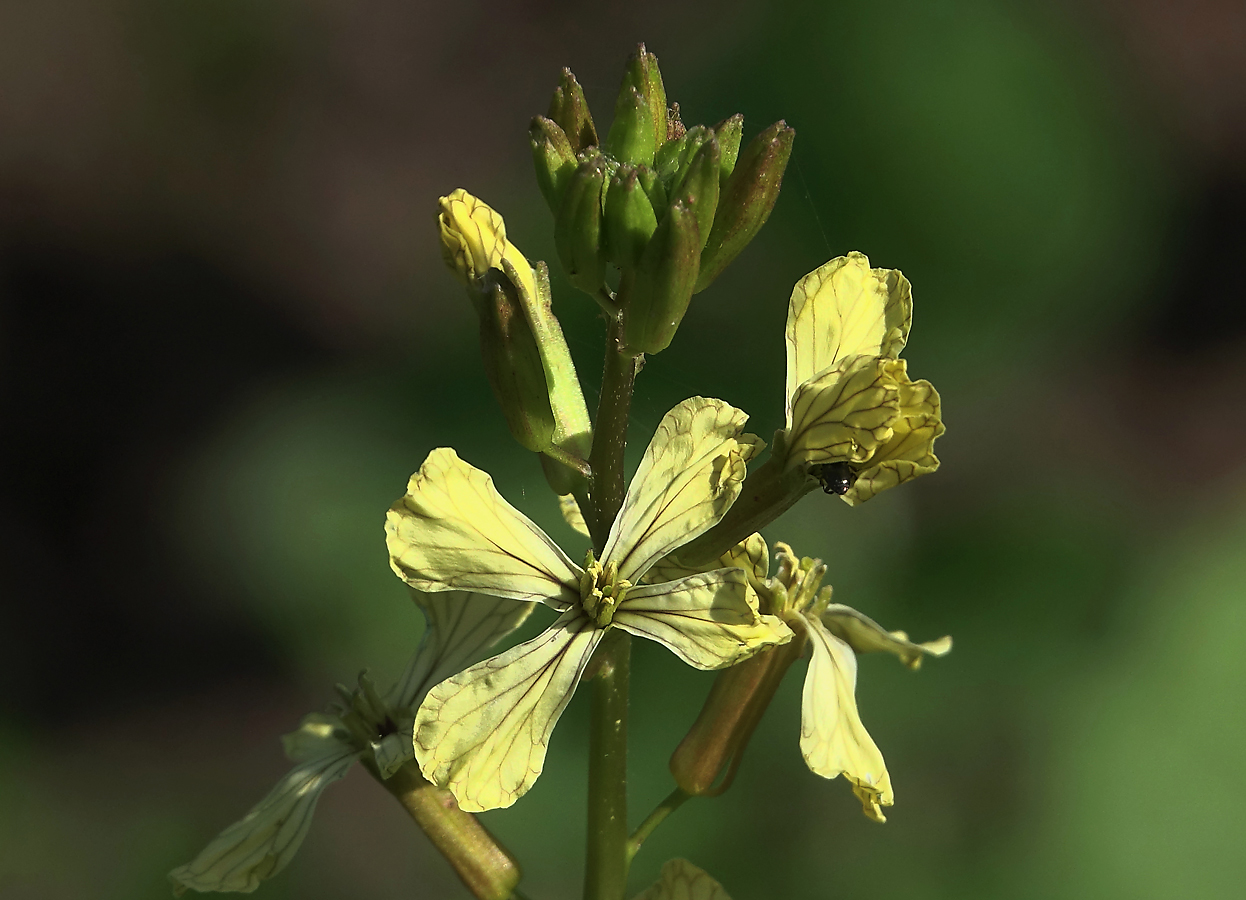 Изображение особи Eruca sativa.