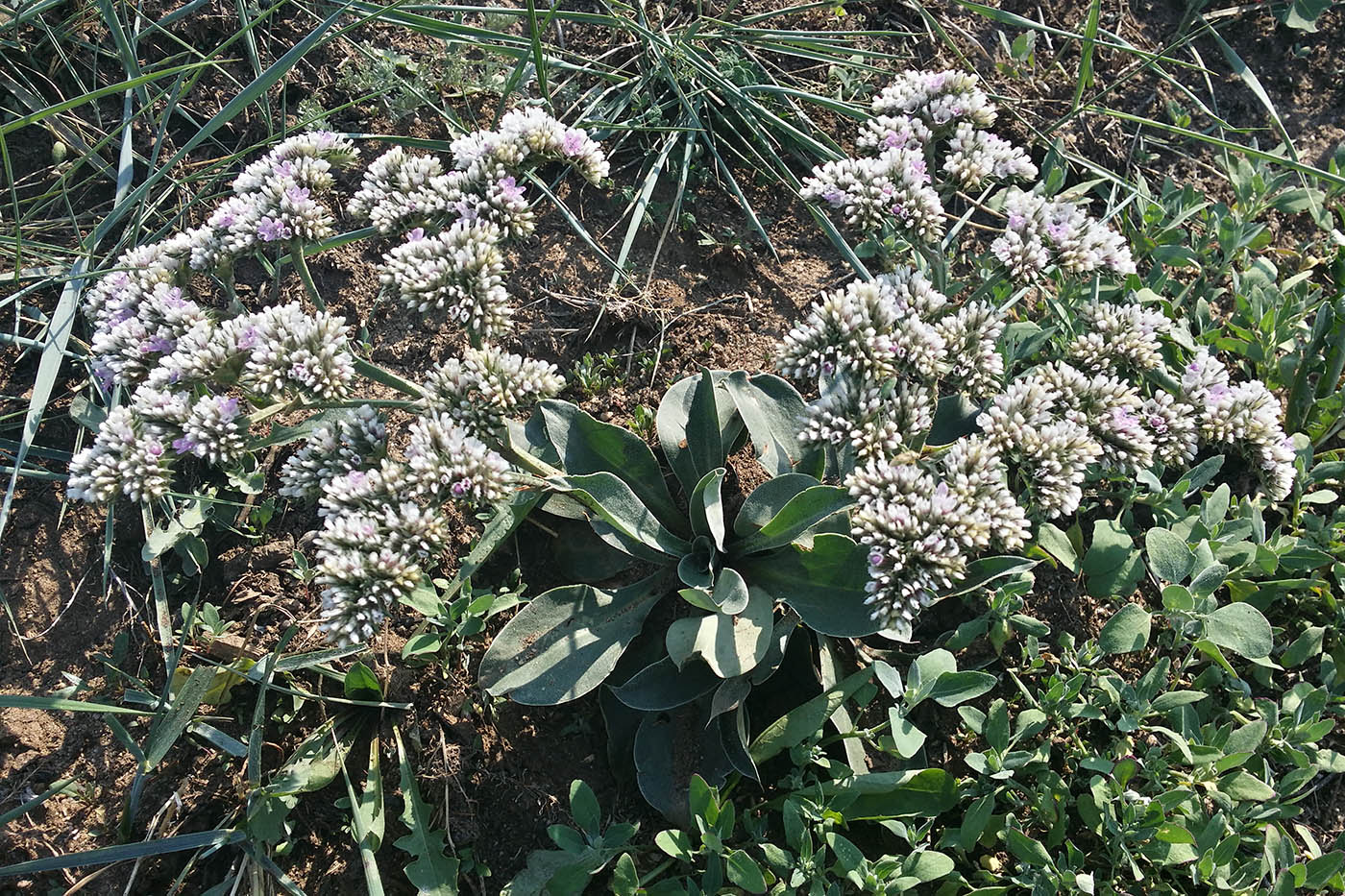 Изображение особи Goniolimon speciosum.