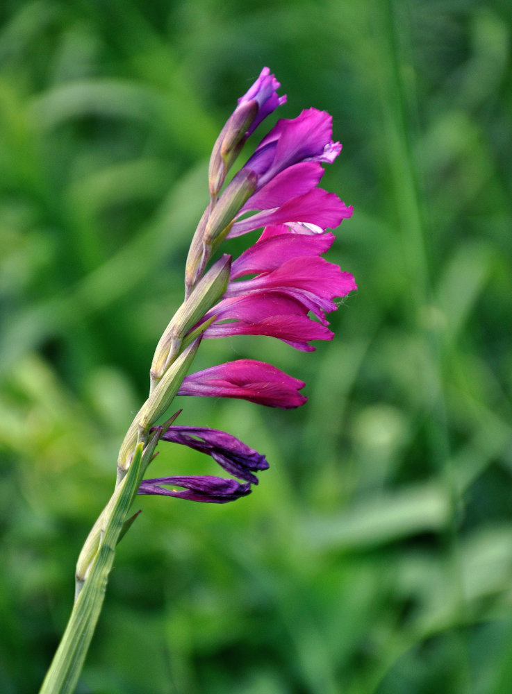 Изображение особи Gladiolus imbricatus.