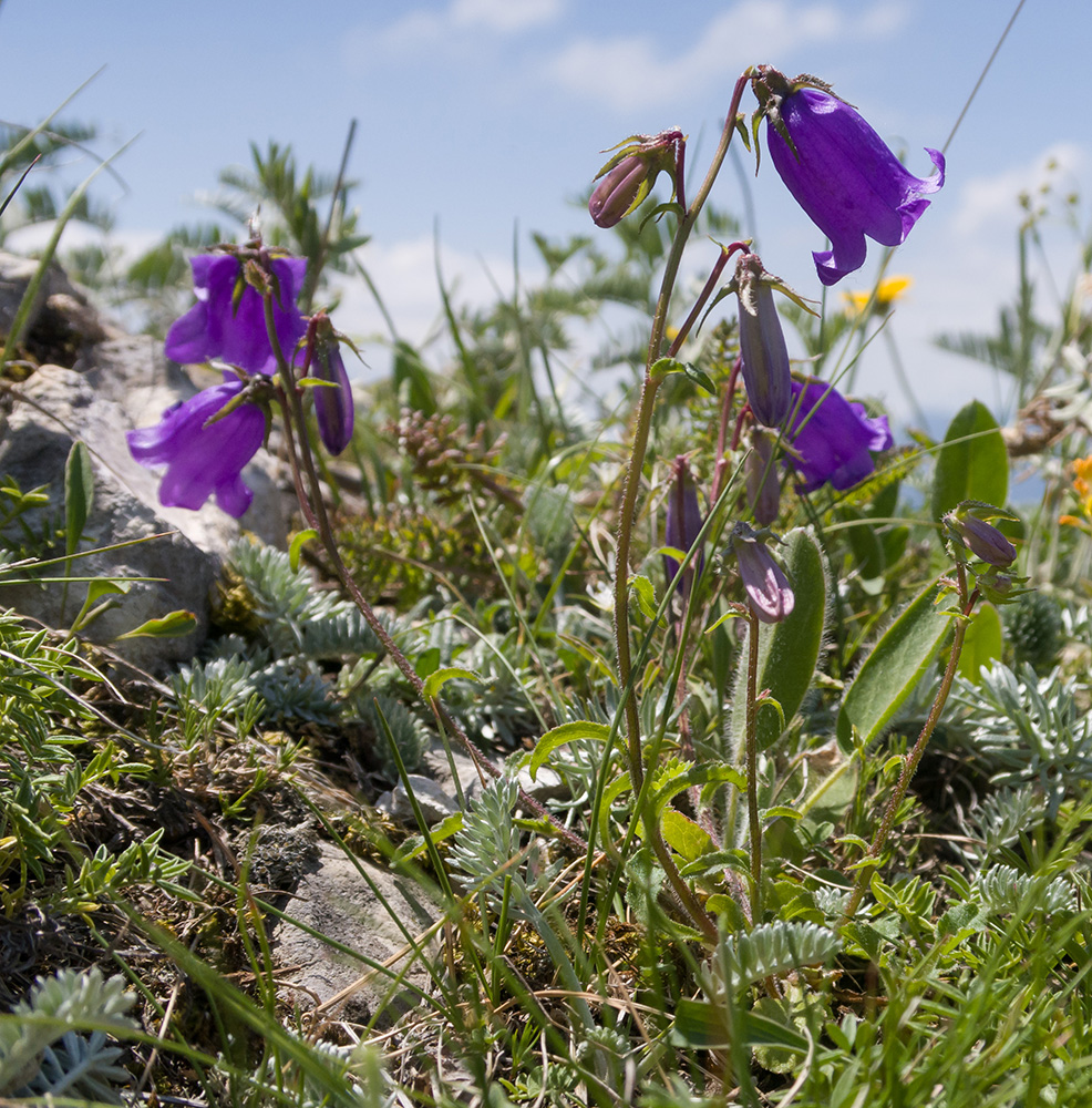 Изображение особи Campanula longistyla.