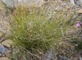 Carex redowskiana