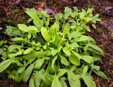 Rumex acetosella