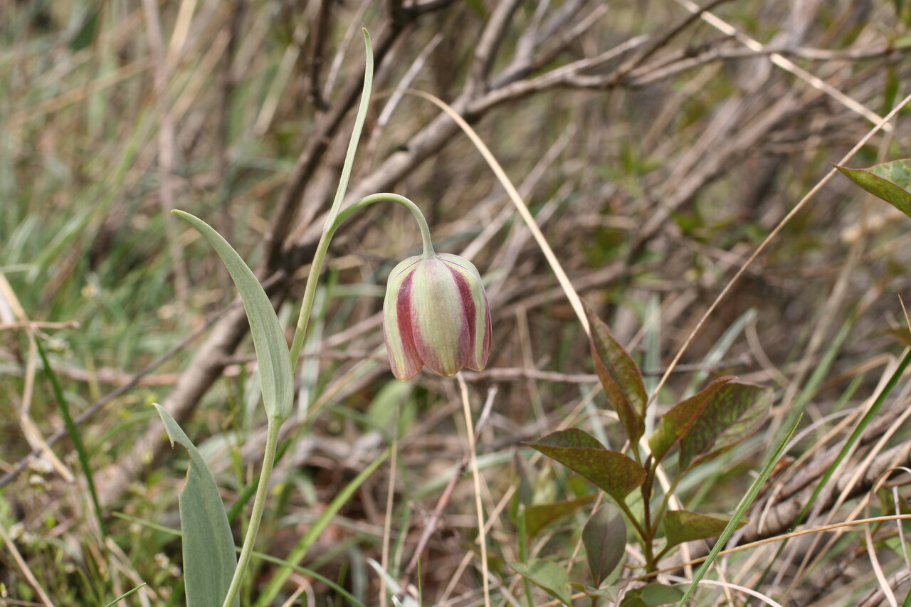 Image of Fritillaria gussichiae specimen.
