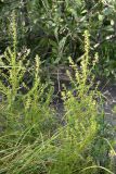 Pedicularis palustris