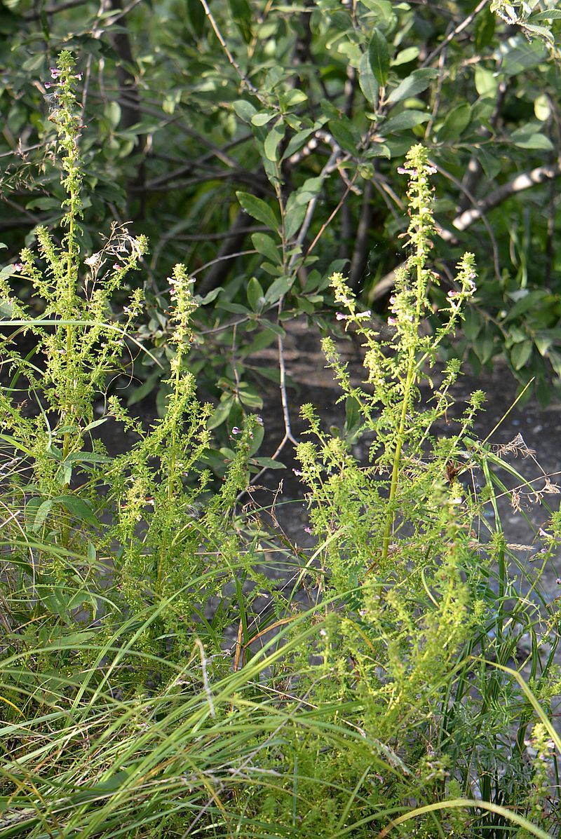 Изображение особи Pedicularis palustris.