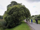 Salix fragilis var. sphaerica