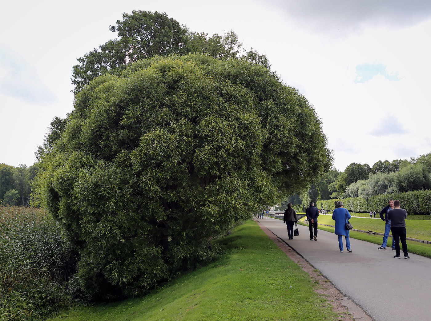 Image of Salix fragilis var. sphaerica specimen.