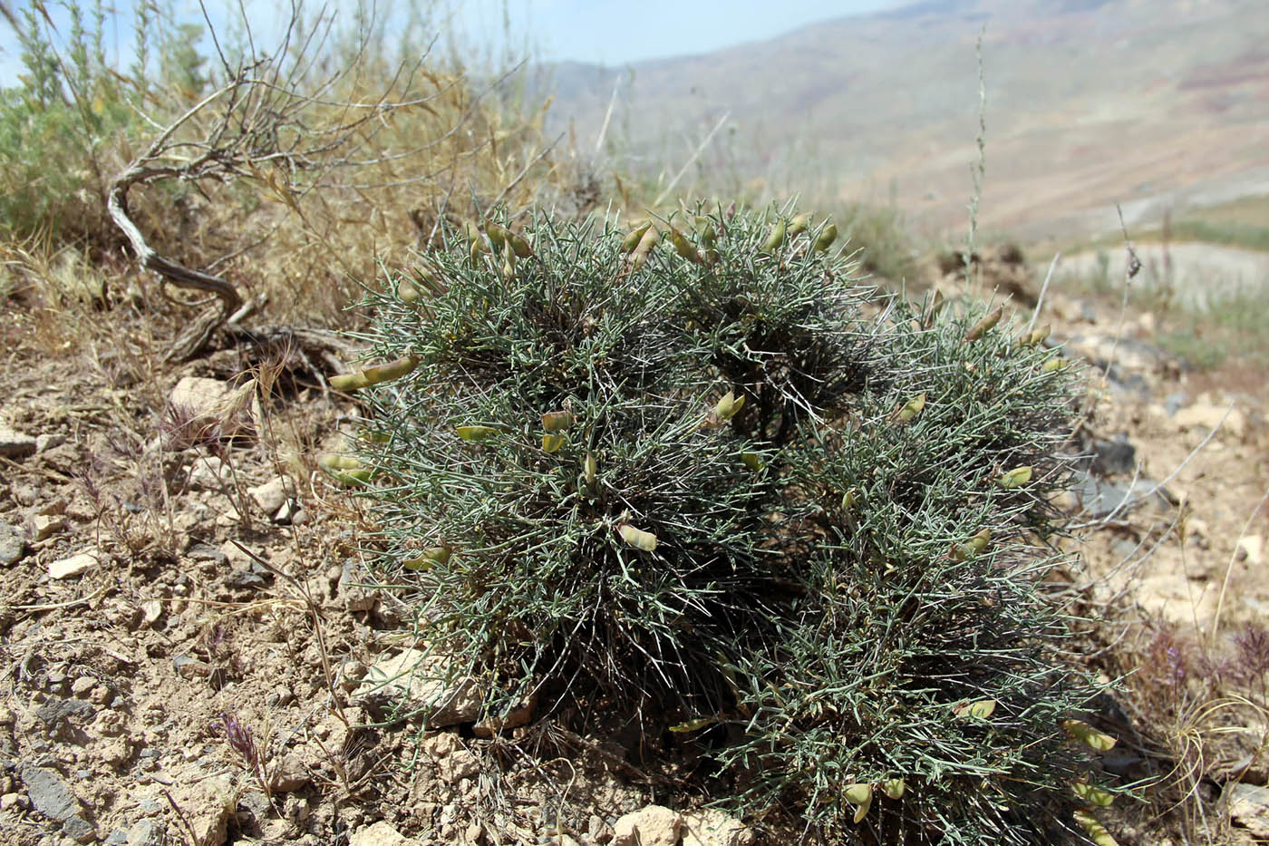 Image of Calispepla aegacanthoides specimen.