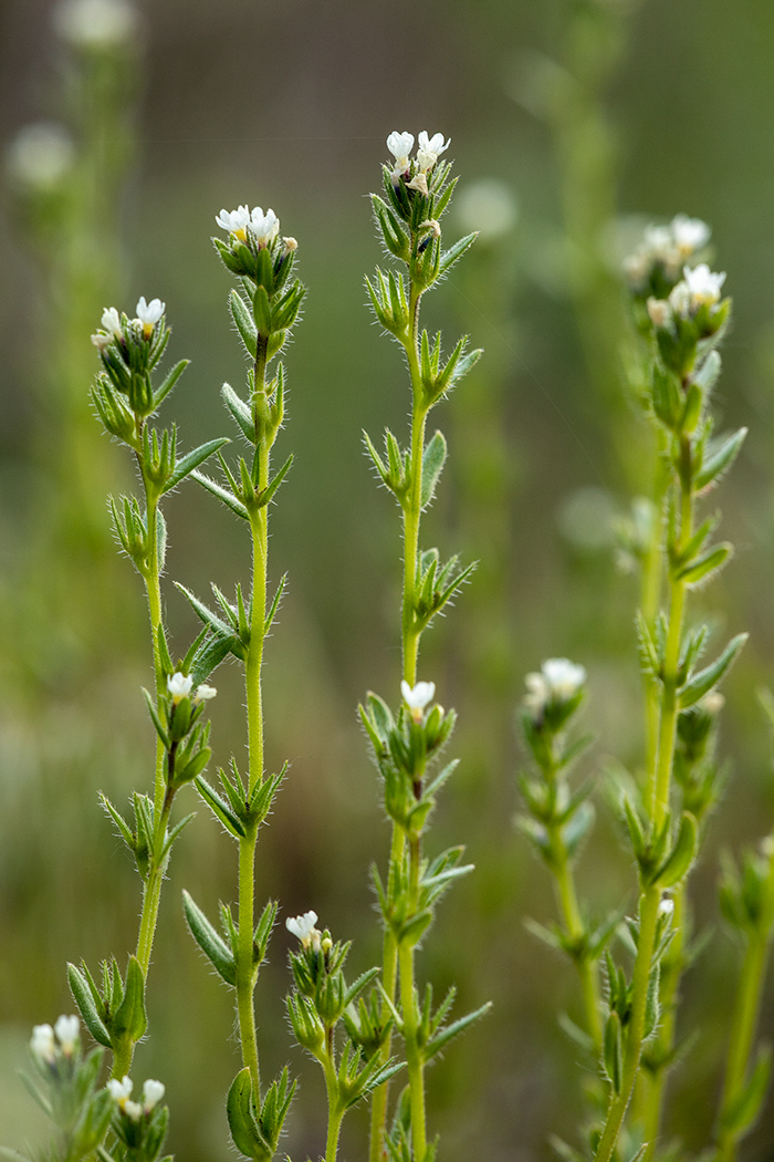 Image of Buglossoides rochelii specimen.