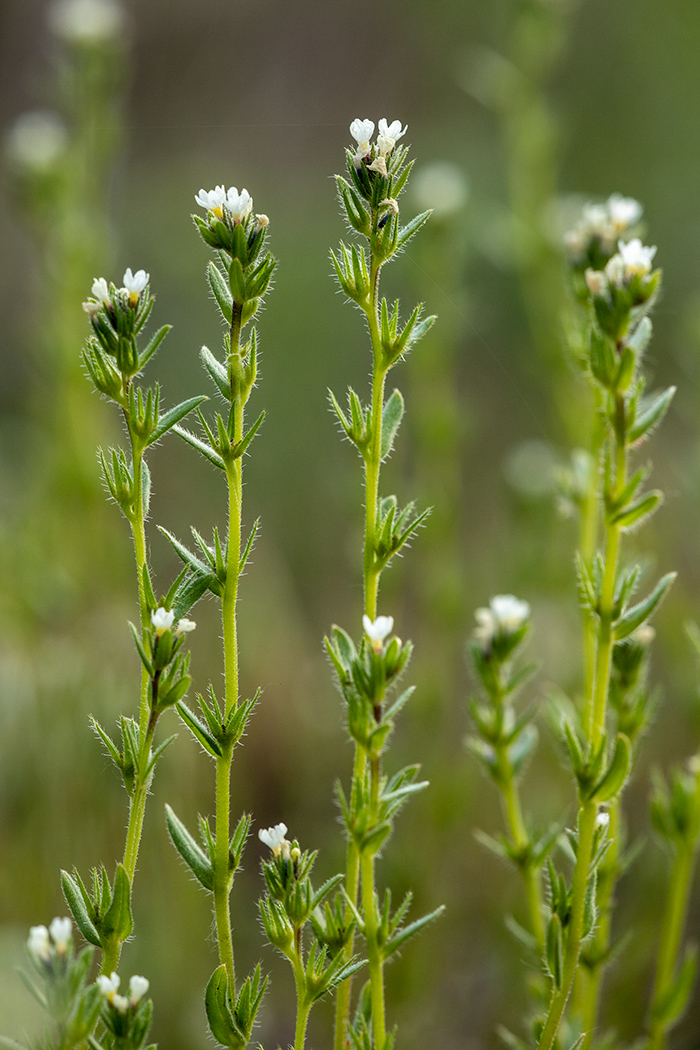 Изображение особи Buglossoides rochelii.