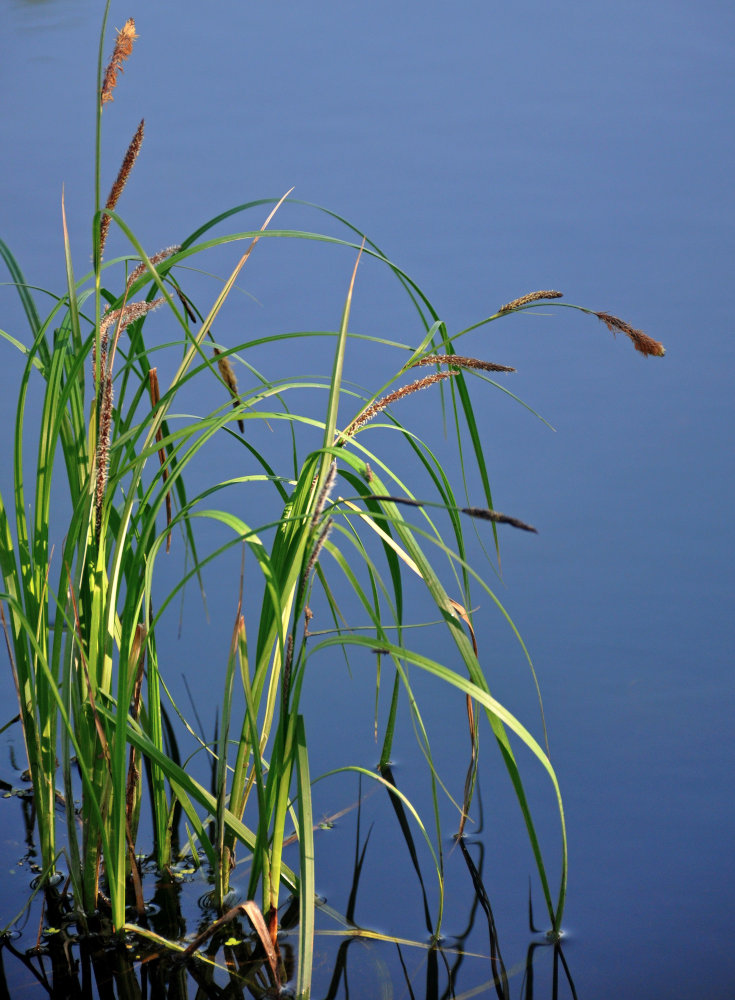 Изображение особи Carex acuta.