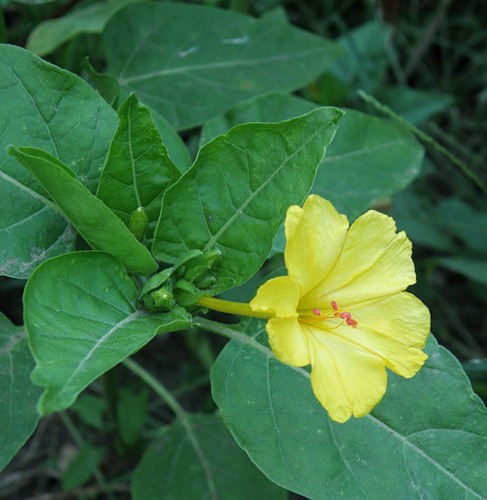 Изображение особи Mirabilis jalapa.