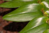 genus Epidendrum