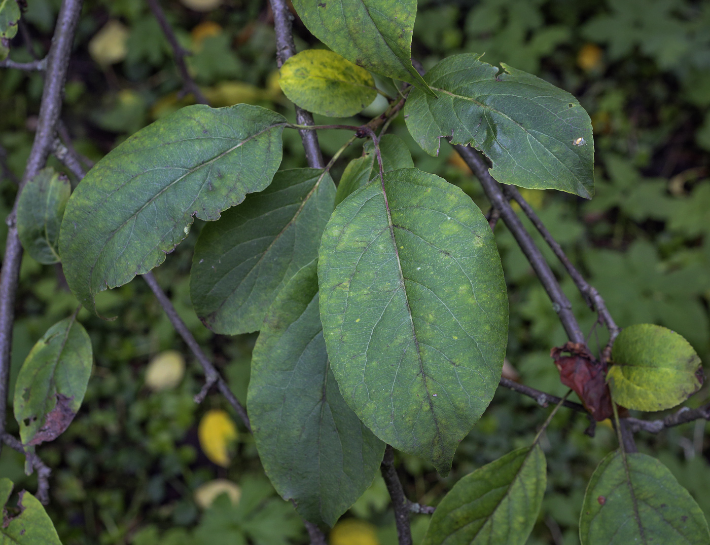 Изображение особи Malus prunifolia.