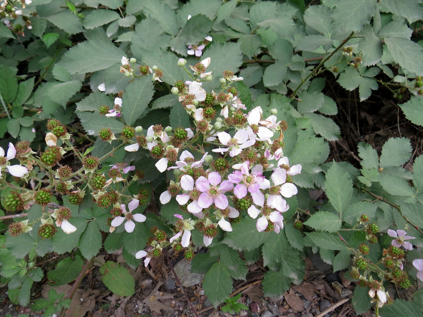 Image of Rubus praecox specimen.