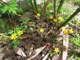 Oxalis corniculata