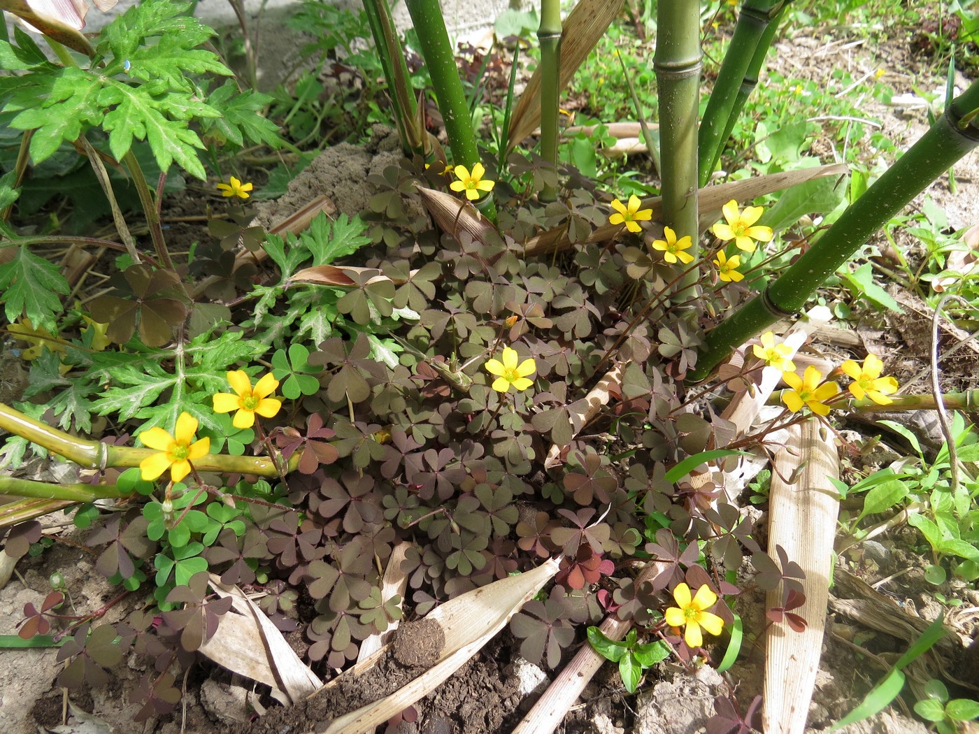 Изображение особи Oxalis corniculata.