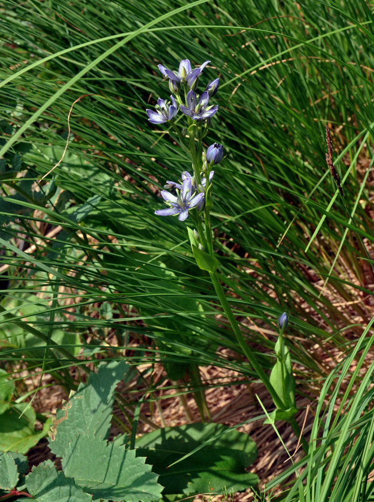 Image of Swertia obtusa specimen.