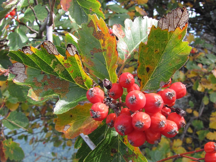 Image of Sorbus tauricola specimen.