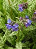 Pulmonaria longifolia