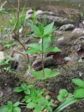 Asperula caucasica. Молодой побег. Краснодарский край, Абинский р-н, окр. пос. Новый, берег р. Хабль. 19.04.2020.
