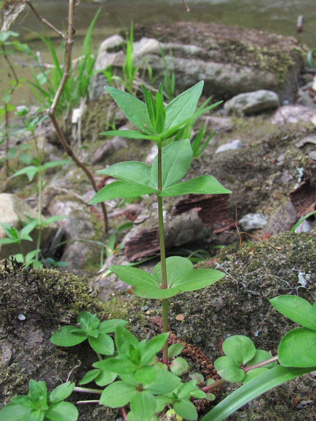 Image of Asperula caucasica specimen.