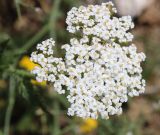 Achillea millefolium