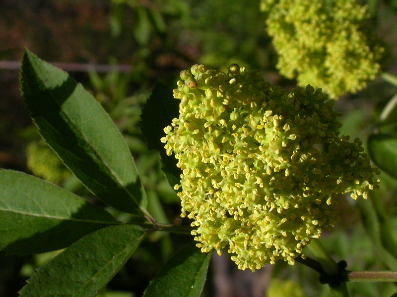 Image of Sambucus racemosa specimen.