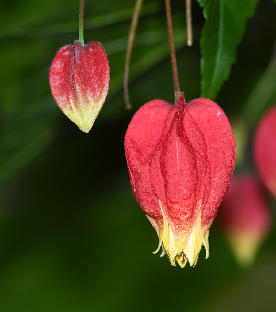 Изображение особи Abutilon megapotamicum.