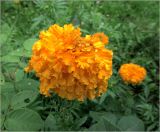 Tagetes erecta