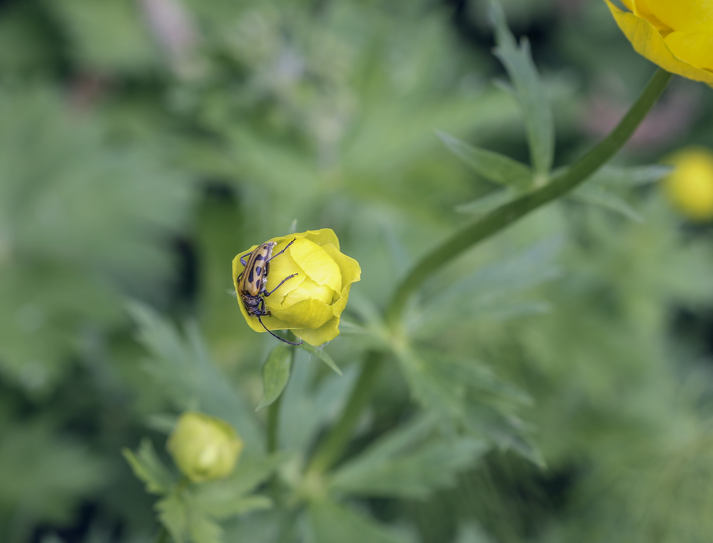 Image of Trollius europaeus specimen.