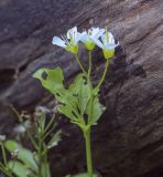 Cardamine amara. Верхушка цветущего побега с поврежденными насекомыми листьями. Пермский край, г. Пермь, Кировский р-н, мкр. Берёзовая Роща, берег пруда. 29.05.2021.