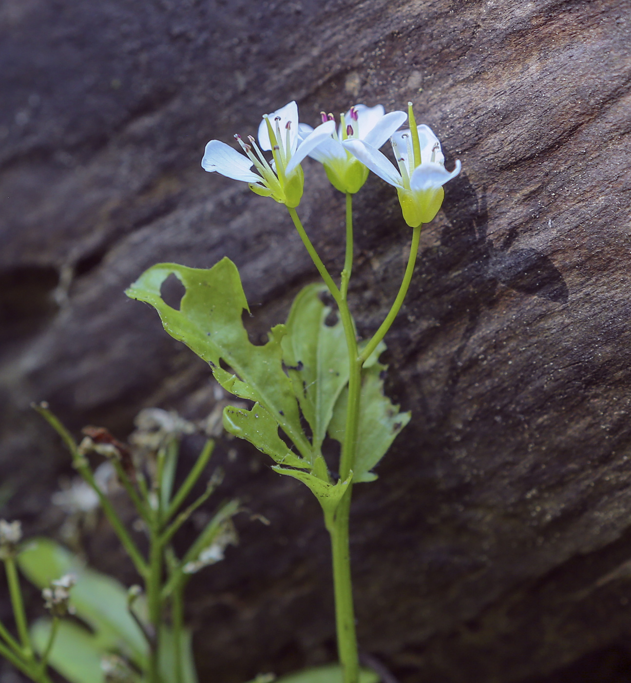 Image of Cardamine amara specimen.