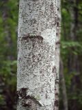 род Betula. Поверхность средней части ствола. Приморский край, Лазовский р-н, Лазовский заповедник, 1 км Ю кордона Америка. 17.08.2009.