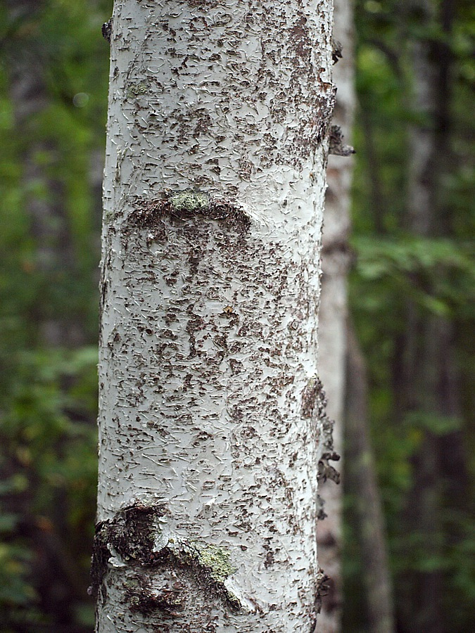 Image of genus Betula specimen.