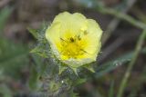 Potentilla semilaciniosa