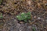 Anchusa aegyptiaca. Цветущее и плодоносящее растение. Израиль, Нижняя Галилея, г. Верхний Назарет, посадка культурных деревьев на месте сгоревшей в ноябре предыдущего года рощи Pinus halepensis. 22.04.2021.