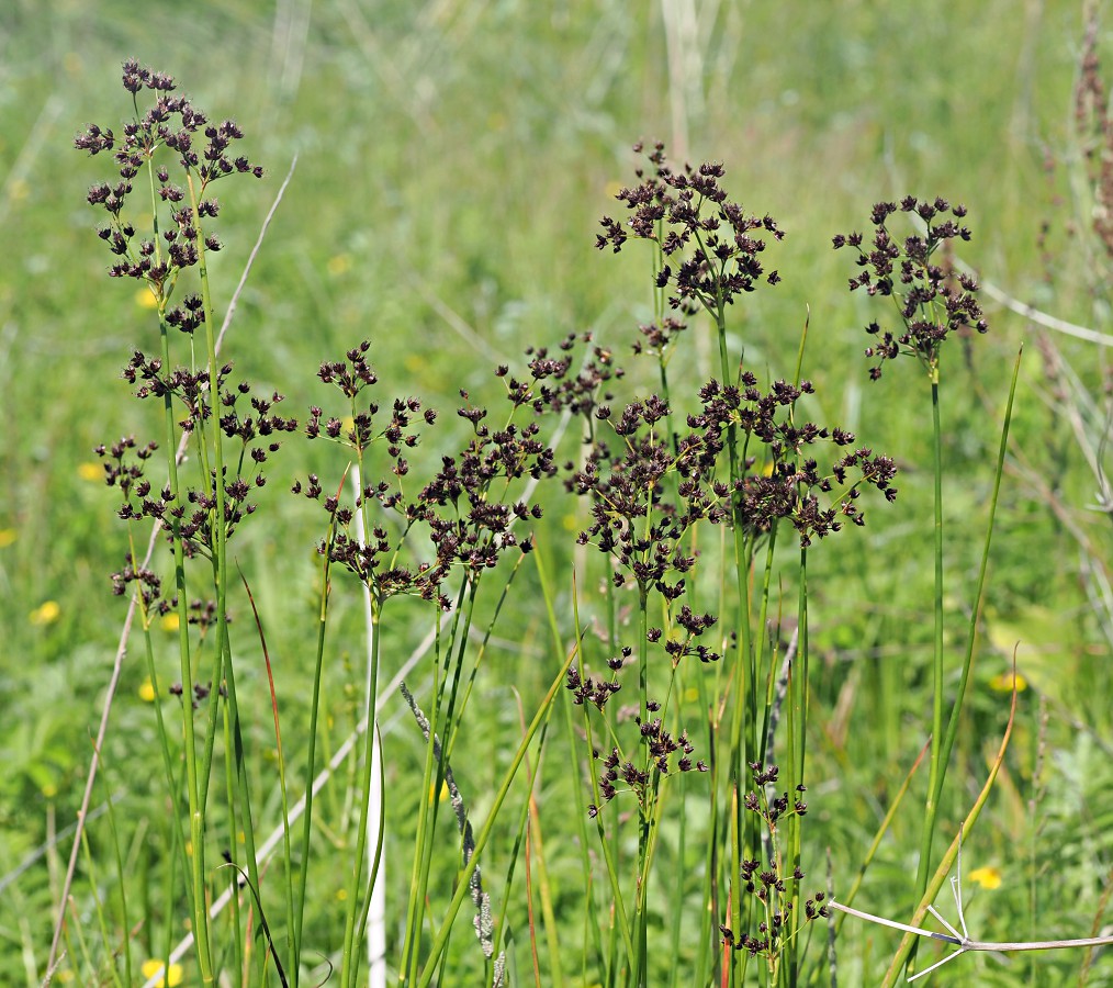 Изображение особи Juncus atratus.