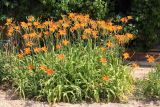 Hemerocallis fulva