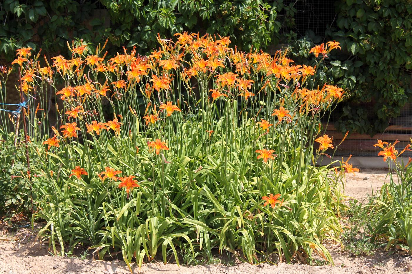 Image of Hemerocallis fulva specimen.