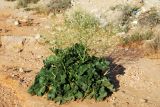 Crambe schugnana