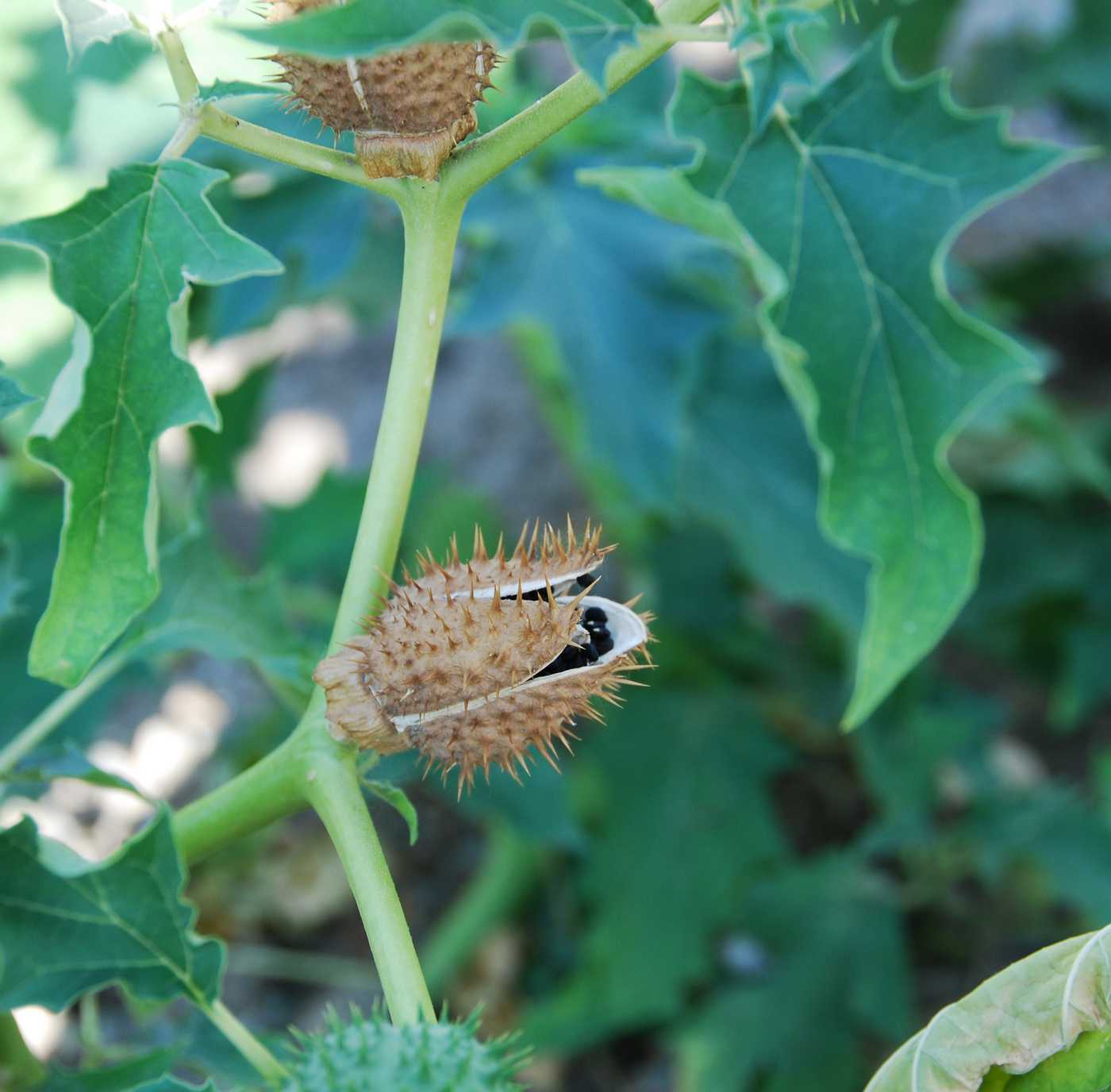 Image of Datura stramonium var. tatula specimen.