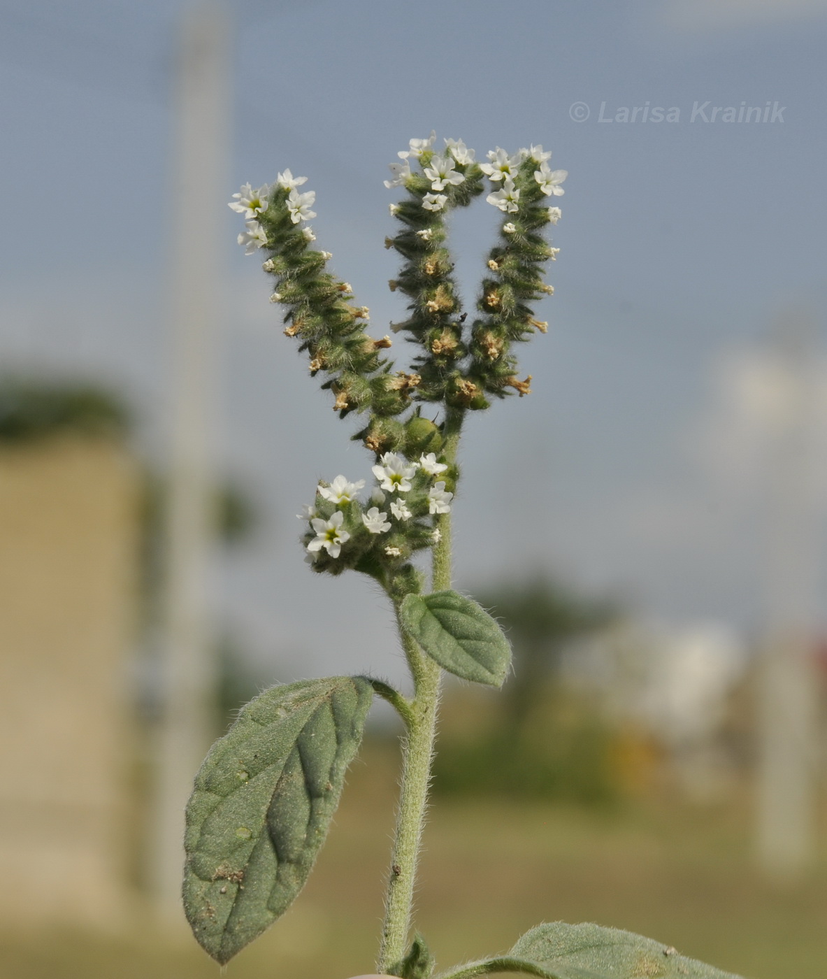 Изображение особи Heliotropium europaeum.