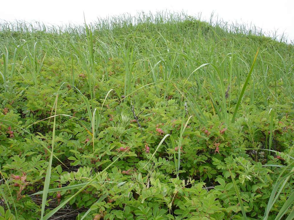 Image of Rosa rugosa specimen.
